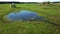 One cow grazes on a meadow near the pond