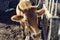 One cow with horns in a barn in Albania.