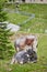 One Cow laying and another standing behind on the Alps. Cows on Pasture in Italy