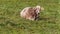 One cow laying on meadow in Grengiols, Switzerland. Famous Brown Swiss cattle with cowbell. Swiss brown cattle. American Brown