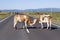 One cow licking another cow in the summer on the road in a mountainous area.