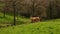 One cow in the meadow. A brown cow stands on green grass and looks into the camera