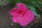 One crimson flower of Hibiscus moscheutos