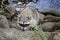 One cute curious adult fluffy raccoon on the shore of the pond