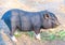 one cute little black mini pig in the meadow looking for food. farm concept. Black piglet together at the zoo, on the farm. self-
