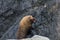 One cute seal with open mouth in New Zealand rocks