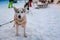 One cute white husky dog with different colored eyes - brown and blue look at camera. Dog wear breast-band for sledding and