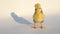 One cute yellow chick standing on a white background outside in golden