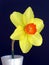 One daffodil in a vase