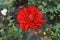 One Dahlia scarlet flower