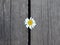 One Daisy lies in the gap between the gray wooden boards, top view.