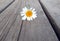 One Daisy lies on a grey wooden background.