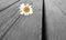 One Daisy lies on a grey wooden background