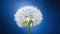 One dandelion blooms with white fluffy pappus seeds on a blue backgrounds.