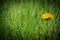 One dandelion in green patch of grass