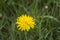 One dandelion and two baby dandelions flower