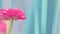 One dark pink terry tulip on a blue gradient background