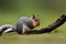 One Darling Squirrel Near A Tree Branch Eating A Nut Generative AI