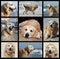 One day from golden retriever\'s life - collage