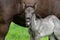 One day old Icelandic horse foal with mouth open and tongue out