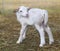 One day old Katahdin sheep lamb