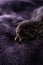 One day old tabby kitten rests on dark blanket