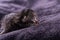 One day old tabby kitten sleeps on dark blanket