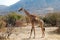 One day of safari in Ruaha National Park - Giraffe