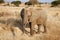 One day of safari in Tanzania - Africa - Elephants