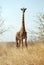 One day of safari in Tanzania - Africa - Giraffe