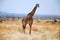 One day of safari in Tanzania - Africa - Giraffe