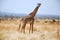 One day of safari in Tanzania - Africa - Giraffe