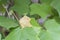 One dead leaf amongst healthy Leaves of sthal padma or Hibiscus mutabilis, also known as the Confederate rose, Dixie rosemallow,