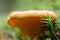 One defocused chantarelle in moss