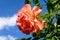 One delicate fresh vivid orange rose and green leaves in a garden in a sunny summer day, beautiful outdoor floral background