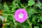 One delicate vivid pink flower of morning glory plant in a a garden in a sunny summer garden, outdoor floral background