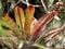 One Detail of beautiful bromeliad leaves. Santuario del Oso de Anteojos. Colombia