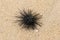 One of Diadema Setosum on tropical beach with fine yellow sand. Still vivid long spined sea urchins stuck in fine sand.