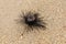 One of Diadema Setosum on tropical beach with fine yellow sand. Still vivid long spined sea urchins stuck in fine sand.