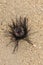 One of Diadema Setosum on tropical beach with fine yellow sand. Still vivid long spined sea urchins stuck in fine sand.