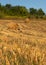 One dog in agricultural field wanders among straw bales in golden sunlight during autumn evening