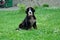 One dog sits in green grass near house