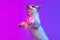 One dog white Clumber jumping isolated over gradient pink blue studio background in neon light filter. Concept of motion