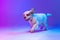 One dog white Clumber running isolated over gradient pink blue studio background in neon light filter. Concept of motion