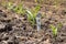 One dollar bill in row of growing corn in cornfield