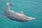 One dolphin dancing under the water in Red Sea, sunny day with playful animals, Conservation and protection of animals in Dolphin.