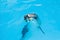 One dolphin in the pool playing with ring