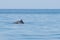 One dolphin swims in the sea. Blue sea and clear sky. Serenity and tranquility