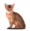 One domestic cat of Abyssinian breed with yellow eyes and red short hair sitting on isolated background. Horizontal