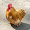 One Domestic fowl (Gallus gallus domesticus)